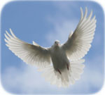 Cropped photo of dove - Copyright Axez